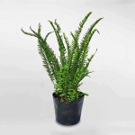Cây dương xỉ bầu đất